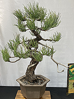 Ponderosa Pine