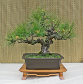 Black Pine