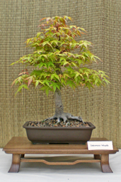 Maple