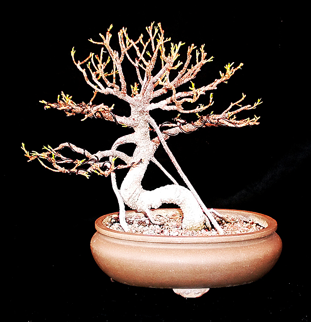 Defoliation