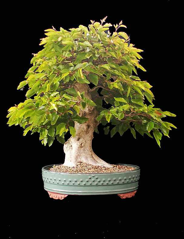Defoliation