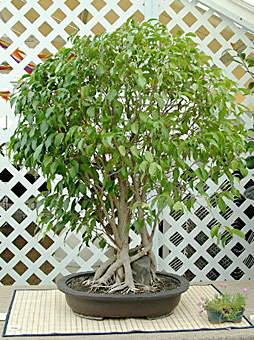 Ficus