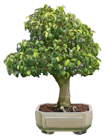 ficus