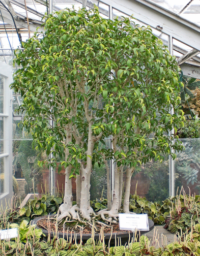 Ficus Tall