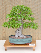 Hornbeam