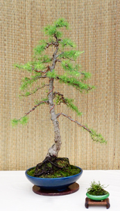 Larch 2