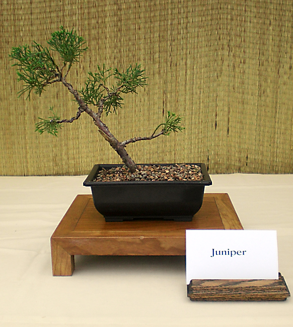 2011 Bonsai Show Trees on Display.