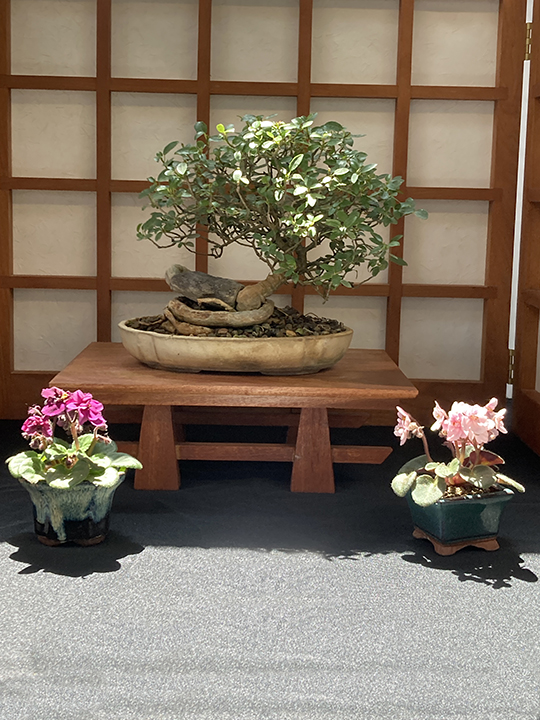 2023 Bonsai Show Trees on Display.